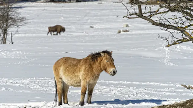 Монгольские зимы могут быть суровы
