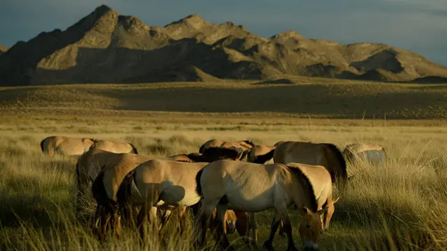 Лошади Пржевальского живут в Монголии в условиях дикой природы