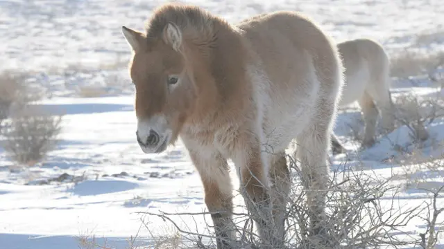 Выпущенным на волю лошадям Пржевальского приходится переносить в Монголии суровые зимы
