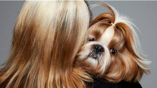 Почему собаки так похожи на своих хозяев - BBC News Русская служба