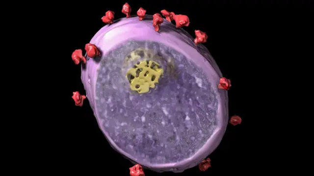 Даже когда ВИЧ перешел к людям от приматов, он не сразу превратился в широко распространенную проблему здравоохранения
