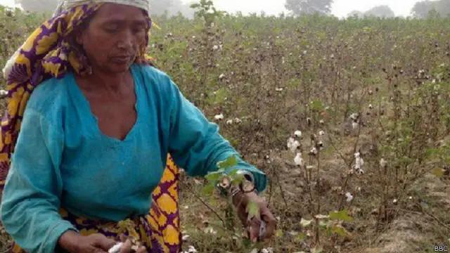 पाकिस्तान कपास चुनने वाली महिलाएं, मक़सूदा