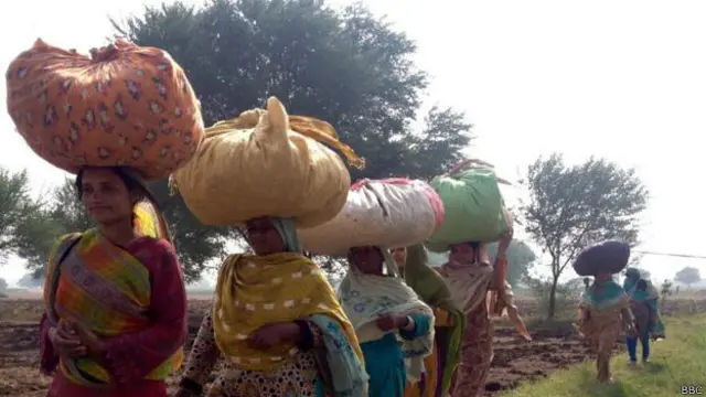 पाकिस्तान कपास चुनने वाली महिलाएं