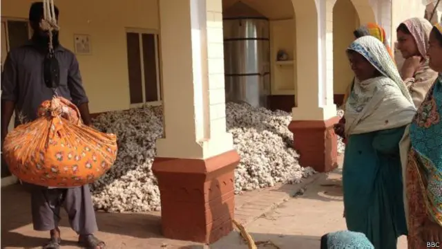 पाकिस्तान कपास चुनने वाली महिलाएं