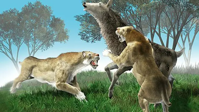 كانت السنوريات ذات الأنياب السيفية الحادة الأوروبية في حجم النمر أو الأسود في وقتنا هذا. 