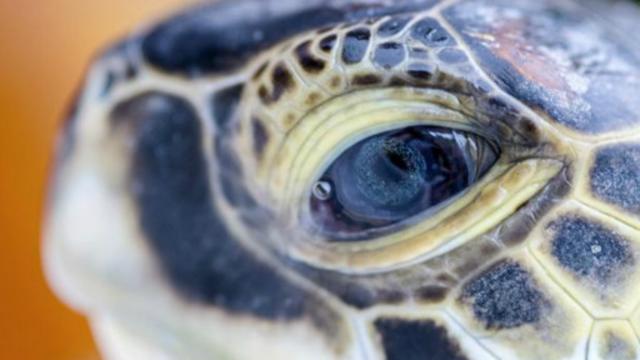 有些龟类的眼睛虽然长在两侧，但它们处理视觉信息时，却好像自己的眼睛长在前面一样(图片来源：Thinkstock)