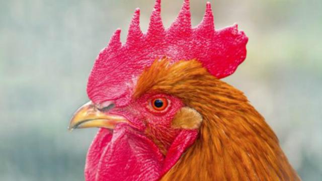 鸡的眼睛很像广角镜，有利于发现捕食者(图片来源：Thinkstock)