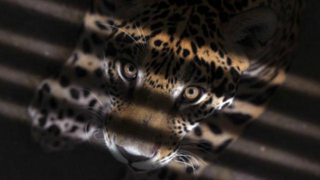 像美洲豹这样的捕食动物可以借助位于面部前方的双眼更好地辨识猎物(图片来源：Thinkstock)
