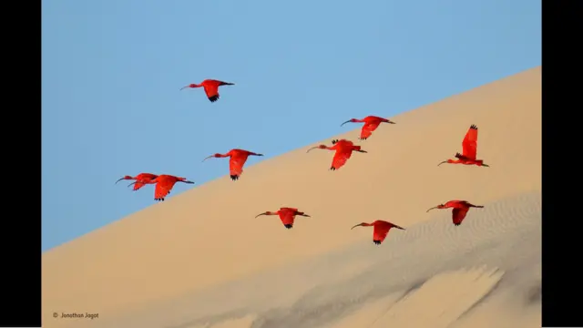 Ibis (Foto: Jonathan Jagot)