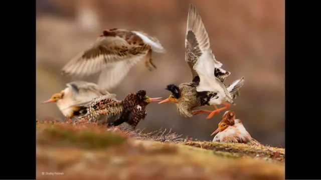 Cmbatientes (Foto: Ondřej Pelánek)