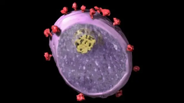 猴免疫缺陷病毒(图片来源:Sriram Subramaniam/National Cancer Institute/SPL)