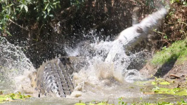 Крокодил-канібал