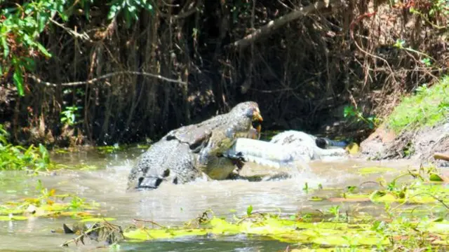 Крокодил-канібал