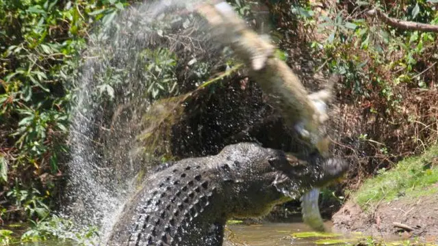 Крокодил-канібал