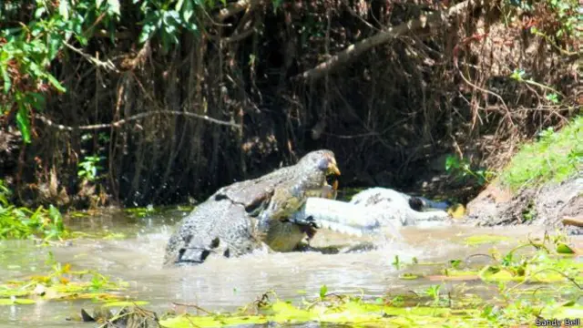 ataque de cocodrilo caníbal