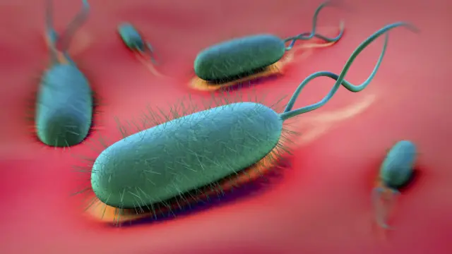 Хеликобактер пилори