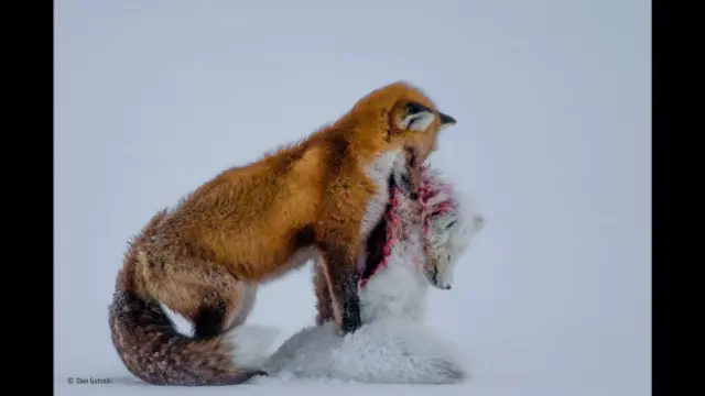 Imagem vencedora de concurso mostra a competição entre raposas no Ártico por causa das mudanças climáticas