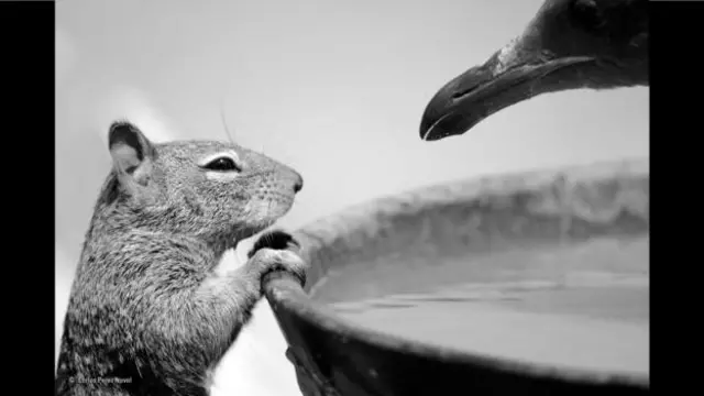 Foto mostra o momento em que esquilo tenta se aproveitar da distração da ave para beber água