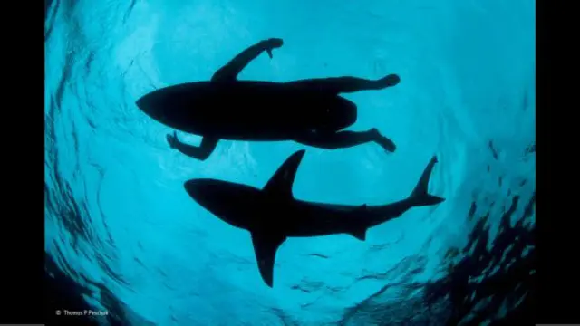 Surfista e tubarão nadam 'juntos' em imagem cuja força está no contraste e nos elementos