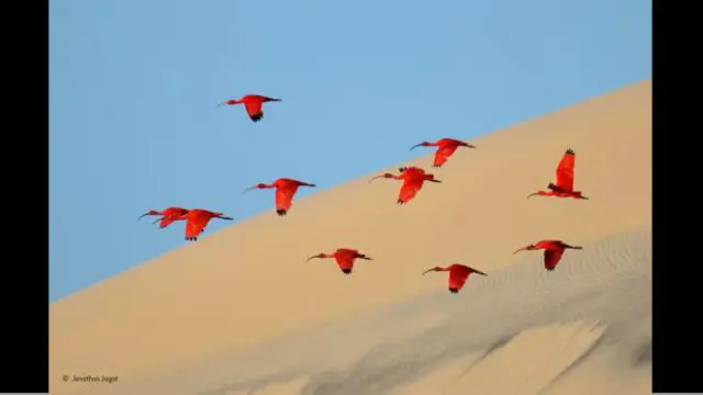 Familiarizar-se com o animal ou com o ambiente onde ele vive é fundamental para obter boa imagem