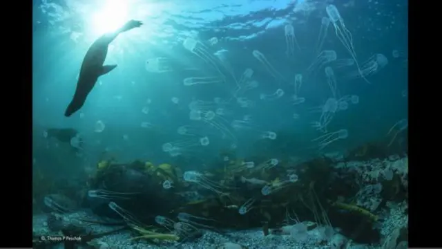 A sintonia com as grandes questões ambientais em debate no mundo ajuda a fazer uma foto de impacto