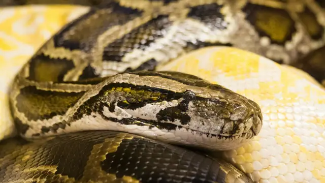 Ular mulga atau king brown snake sering berlindung di bawah tumpukan sampah atau kayu.