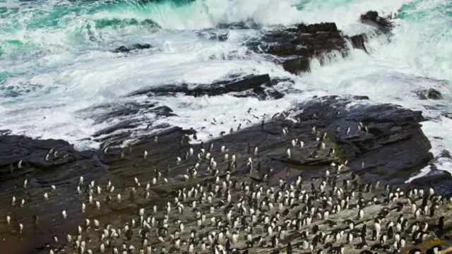 Пингвины - вид с воздуха