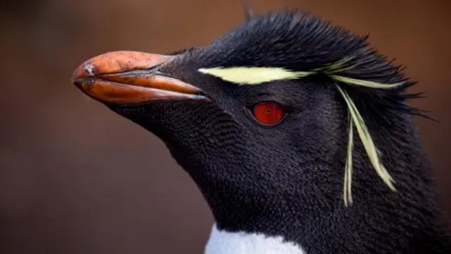 冠企鹅（图片来源：Evie Wright）