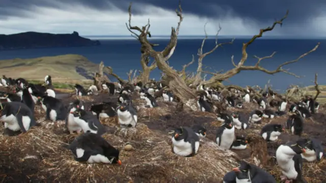 艾斯塔多岛 (Isla de los Estados) 的冠企鹅繁殖地（图片来源：Evie Wright）