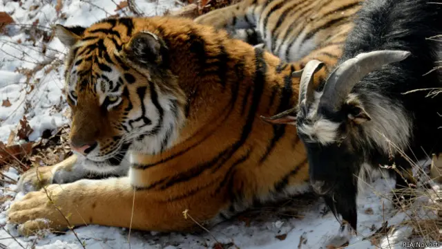 Амур и Тимур