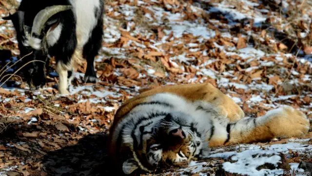 Амур и Тимур