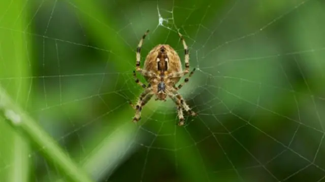 عنكبوت من نوع صديق الحديقة الأوروبية في بريطانيا 