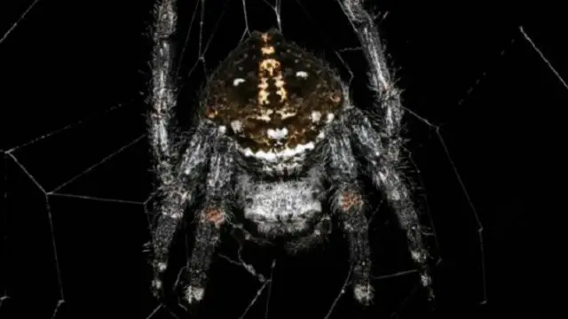 أحد العناكب من نوع "عنكبوت لحاء داروين" (كيروستريس دارويني)