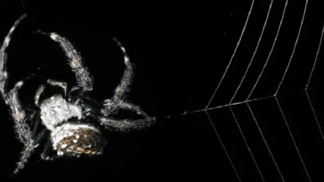 نوع من "عنكبوت لحاء داروين"