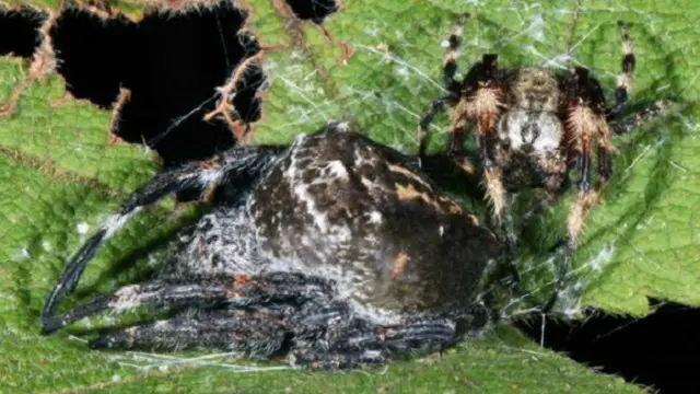 ذكور عناكب لحاء داروين أصغر بكثير جدا من الإناث 