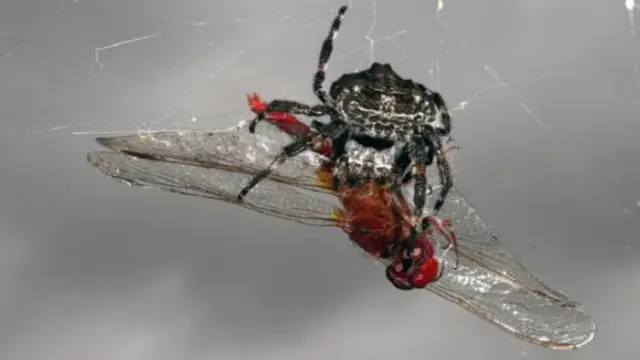 اليعاسيب إحدى الحشرات التي تصطادها العناكب