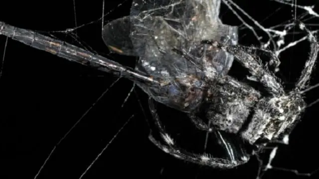 الشباك الضخمة لهذا النوع من العناكب تلتقط الحشرات التي تطير فوق الأنهار