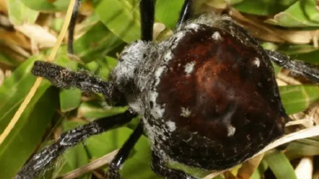 هذا العنكبوت مموه ليشبه لحاء الشجرة 