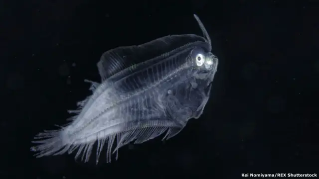 Engyprosopon juvenil. Kei Nomiyama / Rex Features