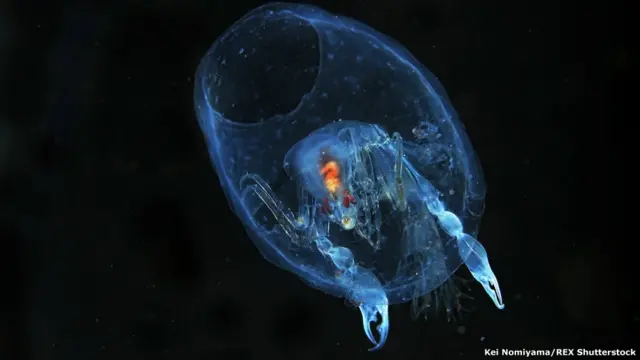 Kei Nomiyama / Rex Features