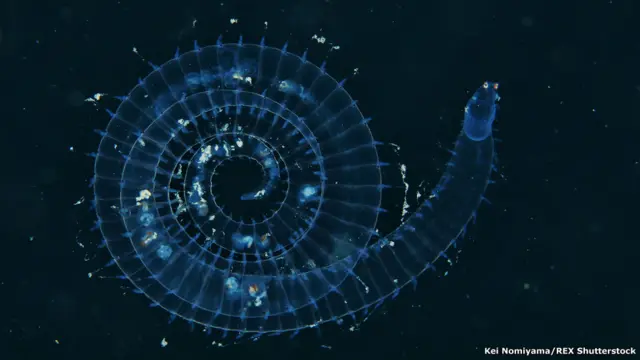 Alciopid. Kei Nomiyama / Rex Features