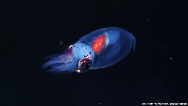 Calamar luciérnaga. Kei Nomiyama / Rex Features