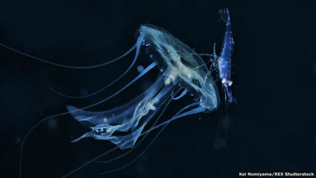 Larva de camarón con medusa Kei Nomiyama / Rex Features