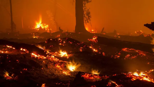 Api membakar lahan di Palangkaraya, Kalimantan Tengah.