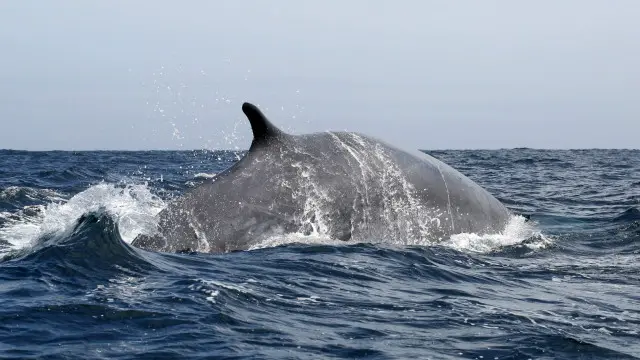 Paus sirip, satu dari dua jenis paus yang diburu di Islandia.