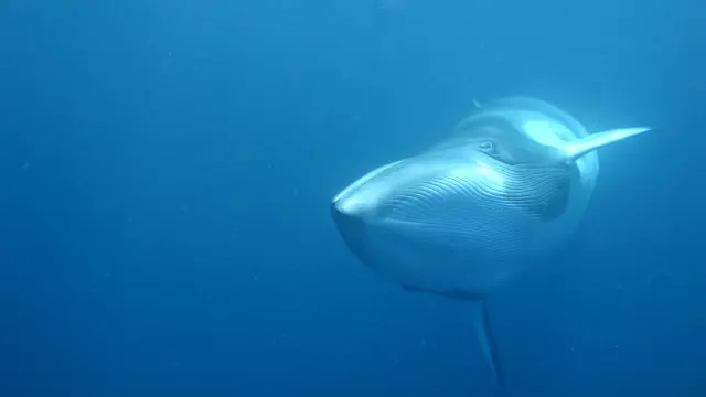 Paus Minke ditemukan di seluruh samudera dunia.