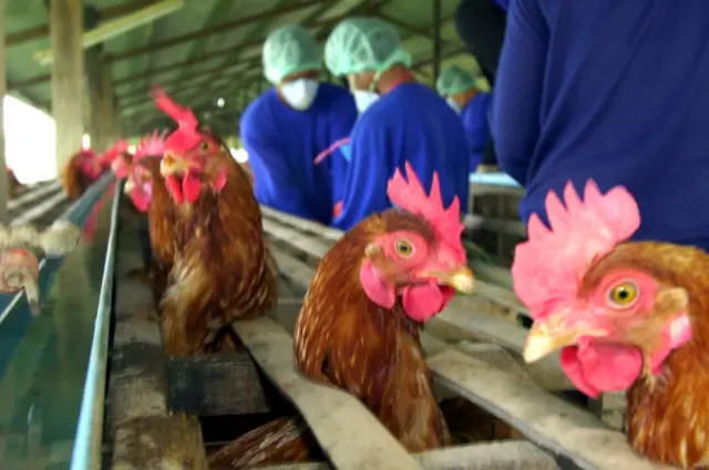 Птицеферма