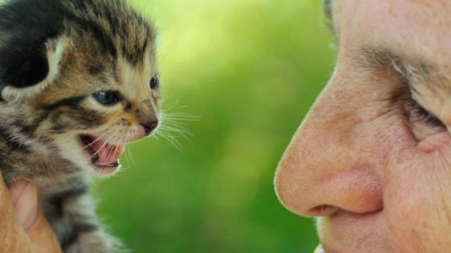 Kucing memperlihatkan sikap positif saat pemiliknya tersenyum.