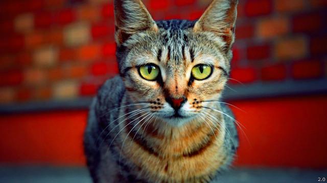 Rata-rata kesan manusia terhadap kucing ialah hewan itu tidak acuh.