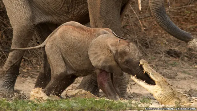 Спасение слоненка. Фото Francois Borman / Cater News 